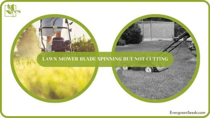 treatment of Lawn Mower Blade Not Cutting