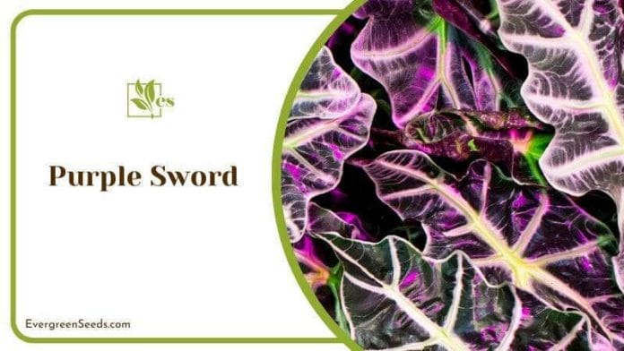 Alocasia Lauterbachiana Known as Purple Sword