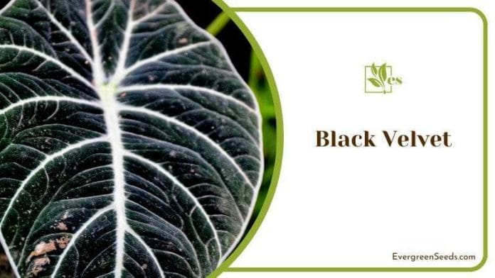 Alocasia Reginula Known as Black Velvet Plants
