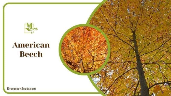 American Beech Tree in Autumn