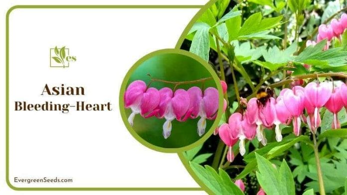 Asian Bleeding Heart Flowers with Bee