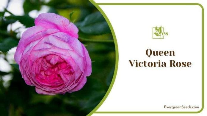 Blooming Queen Victoria Rose