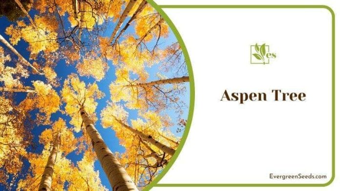 Bottom View of Aspen Trees