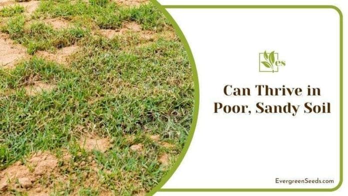 Can Thrive in Poor, Sandy Soil