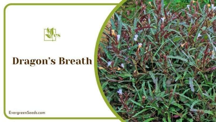 Dragon’s Breath Plants on Pot