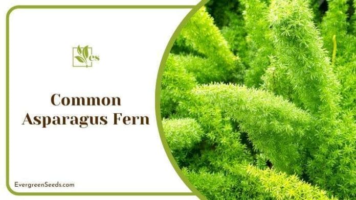 Evergreen Common Asparagus Fern