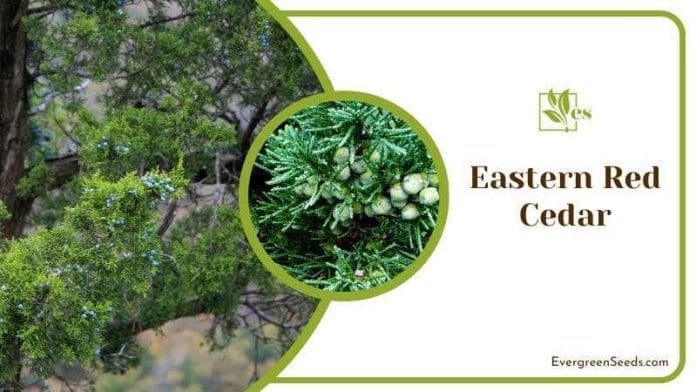 Evergreen Needles of Eastern Red Cedar