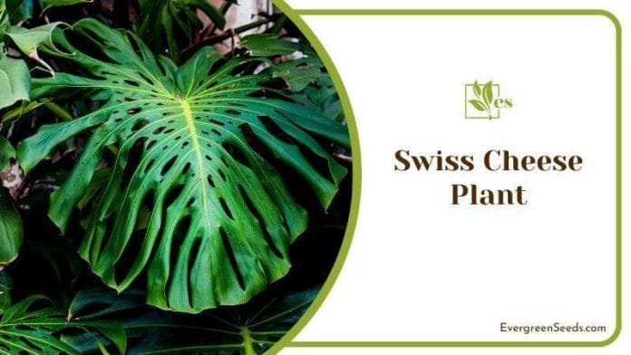 Heart Shaped Swiss Cheese Plant