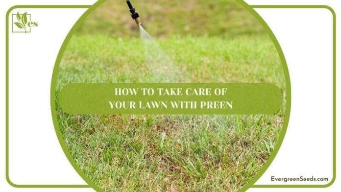 How to take care of your lawn with Preen
