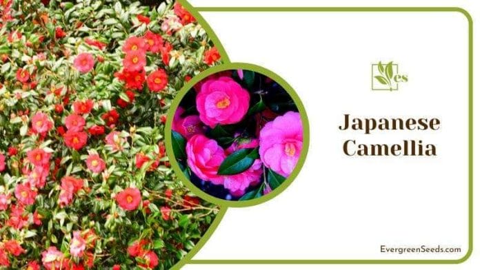 Japanese Camellia Flowers Blossoms