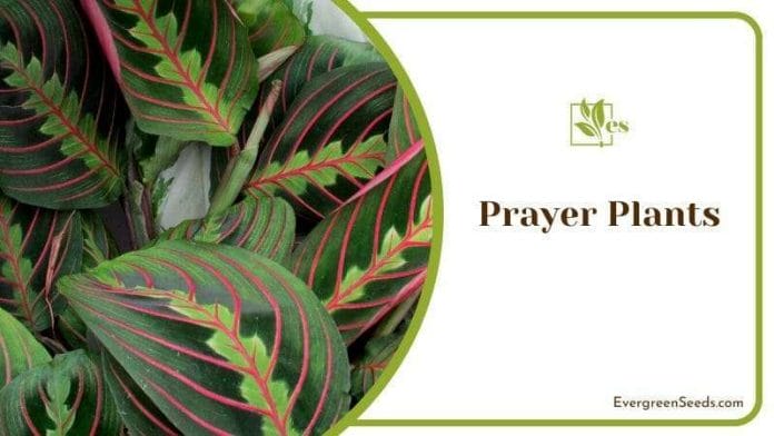 Multi Colored Leaves of Prayer Plants