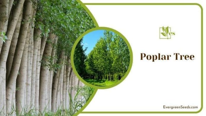 Poplar Trees in a Row