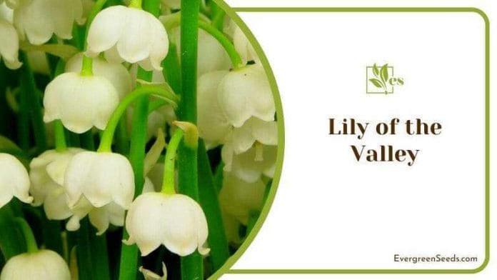 Small White Lily of the Valley Blossoms