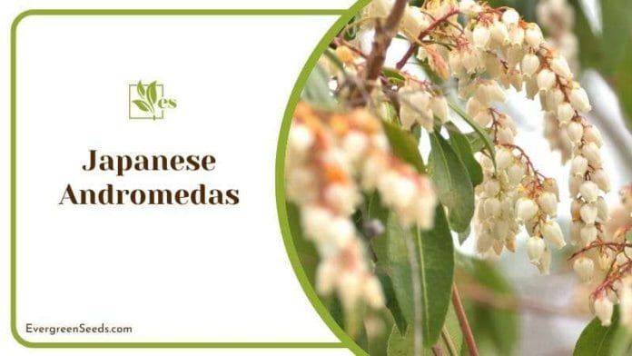 White Flowers of Japanese Andromedas