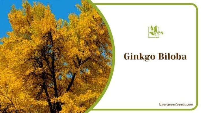 Yellow Leaves of Ginkgo Biloba in Autumn